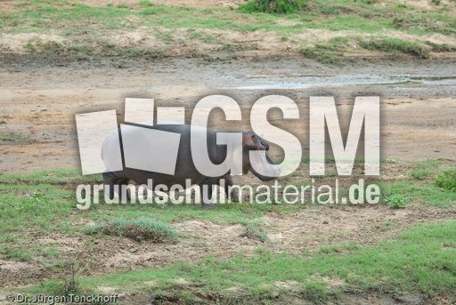 Flusspferd (59 von 104).jpg